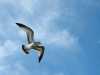 Is it a bird...