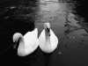 Swan Lake