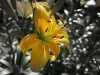 Mellow yellow