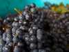Grape au Vin