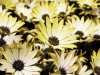 Daisy, Daisy